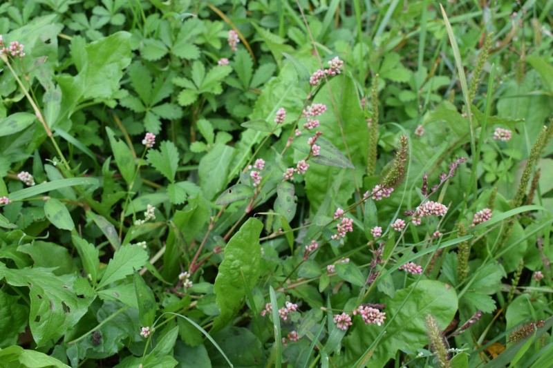 Persicaria cfr. maculosa (Polygonaceae)