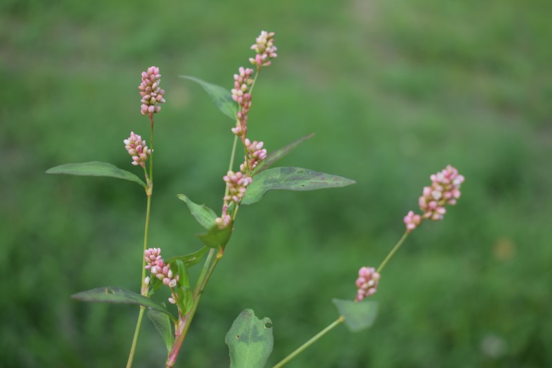 Persicaria cfr. maculosa (Polygonaceae)