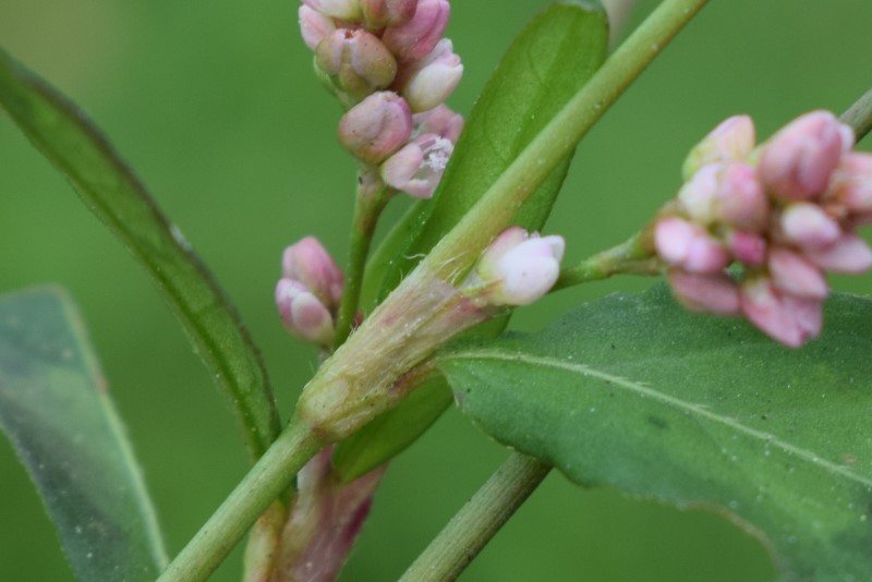 Persicaria cfr. maculosa (Polygonaceae)