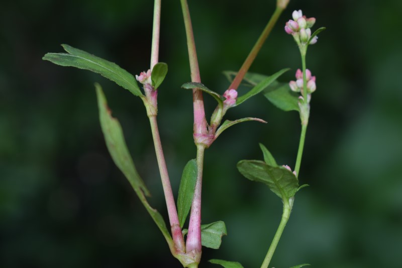 Persicaria cfr. maculosa (Polygonaceae)