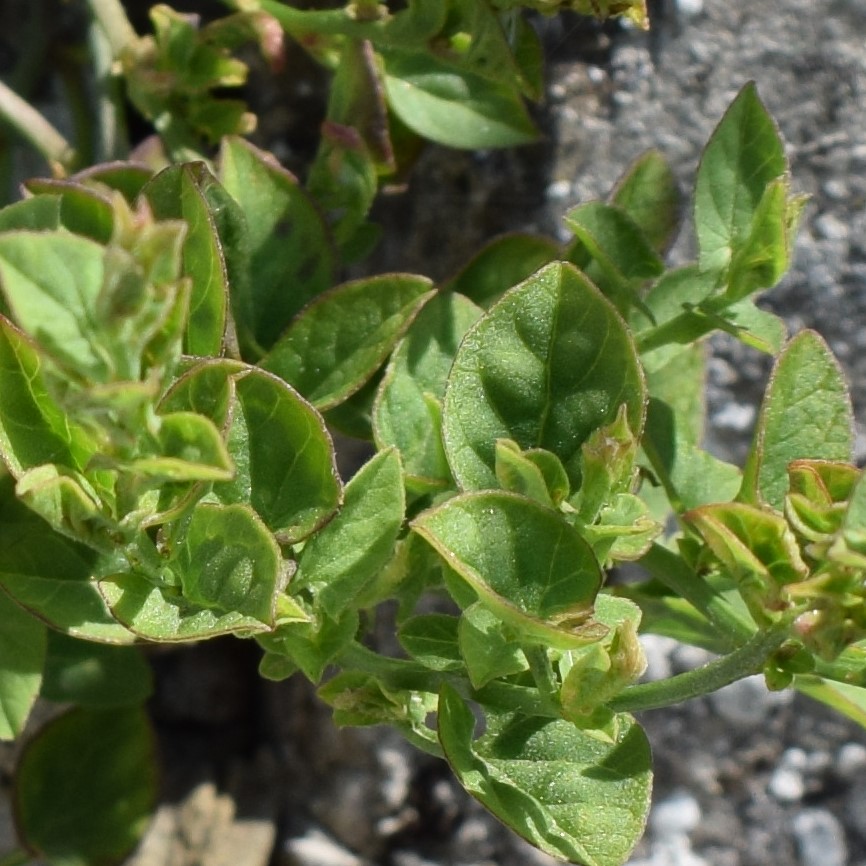 Che pianta ? Convolvulus sp.