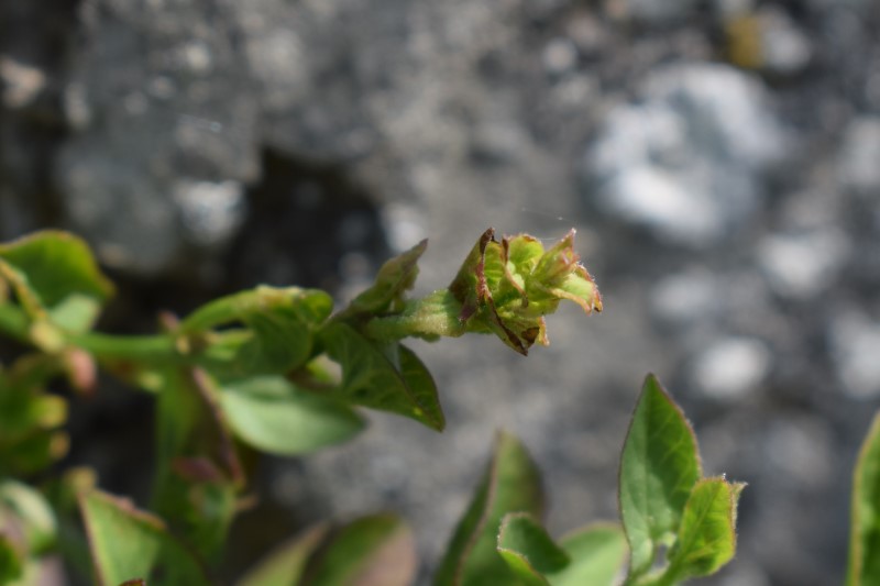 Che pianta ? Convolvulus sp.