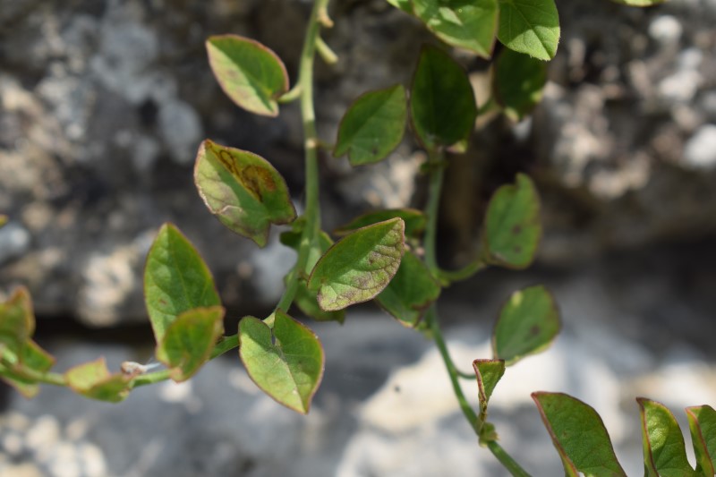 Che pianta ? Convolvulus sp.