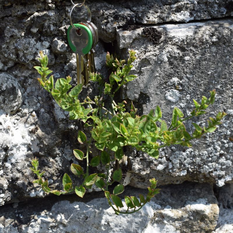 Che pianta ? Convolvulus sp.