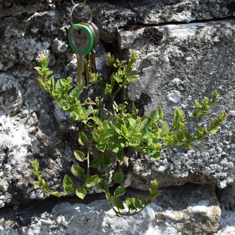 Che pianta ? Convolvulus sp.