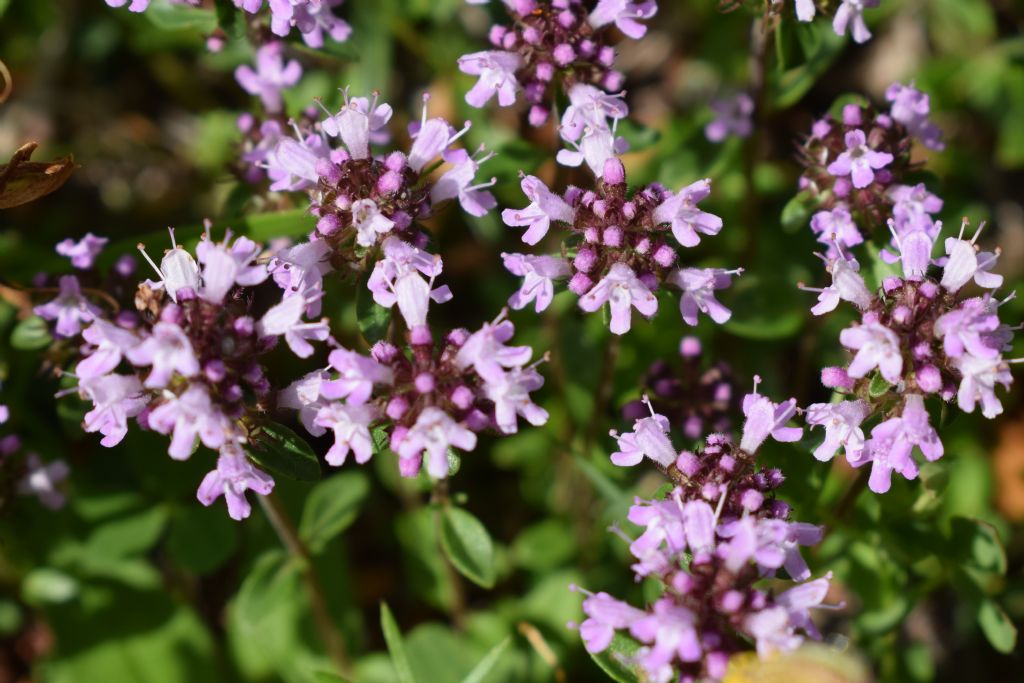 Thymus pulegioides / Timo goniotrico