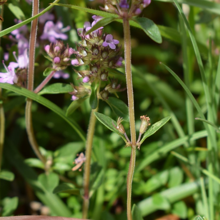 Thymus pulegioides / Timo goniotrico