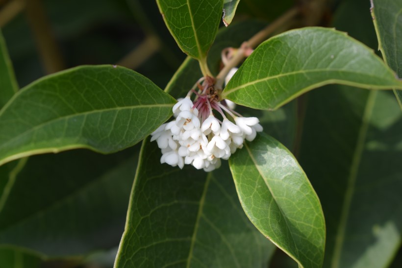 cv di Osmanthus x fortunei (Oleaceae)