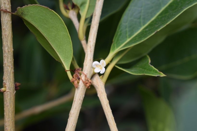 cv di Osmanthus x fortunei (Oleaceae)