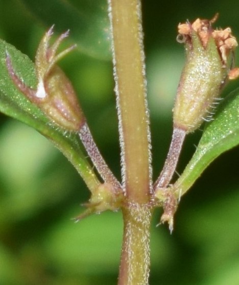 Thymus pulegioides / Timo goniotrico