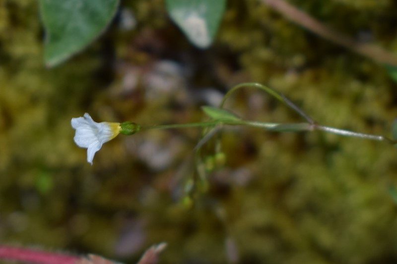 Linum catharticum / Lino purgativo