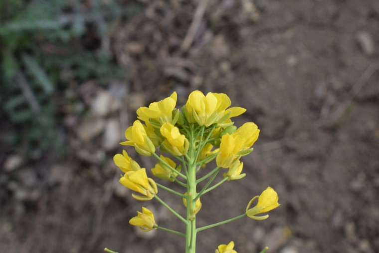 Brassica rapa?  S !