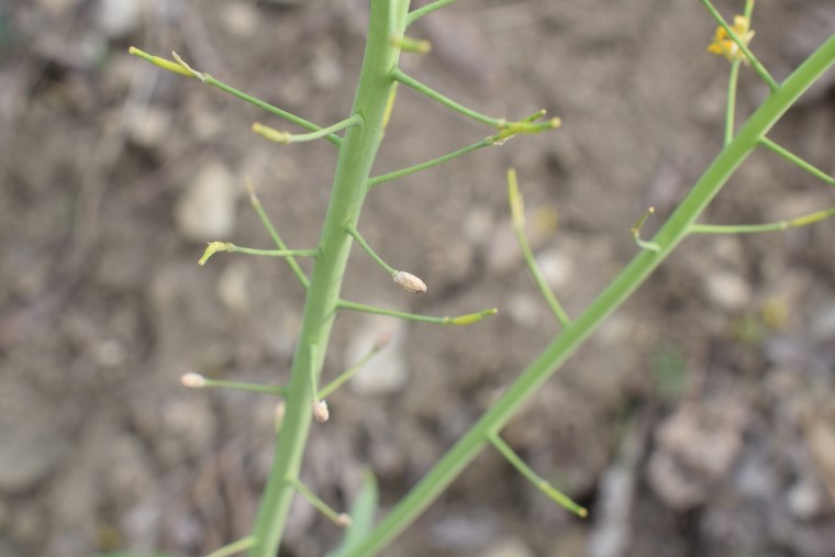 Brassica rapa?  S !