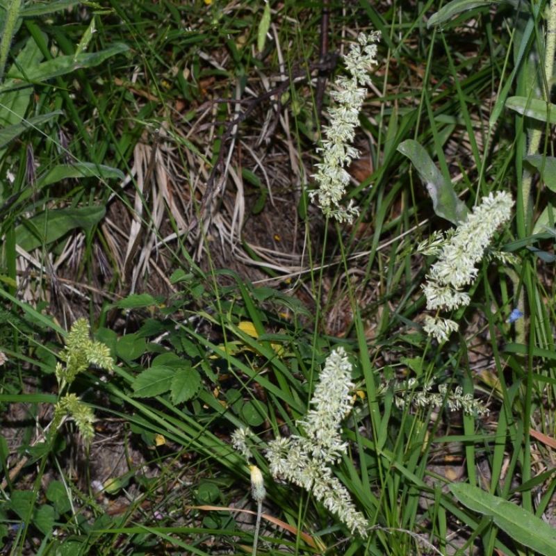 Poacea: Koeleria sp.