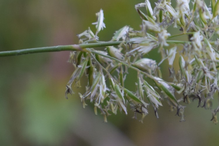 Poacea: Koeleria sp.