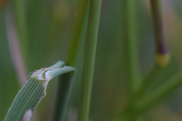 Poacea: Koeleria sp.