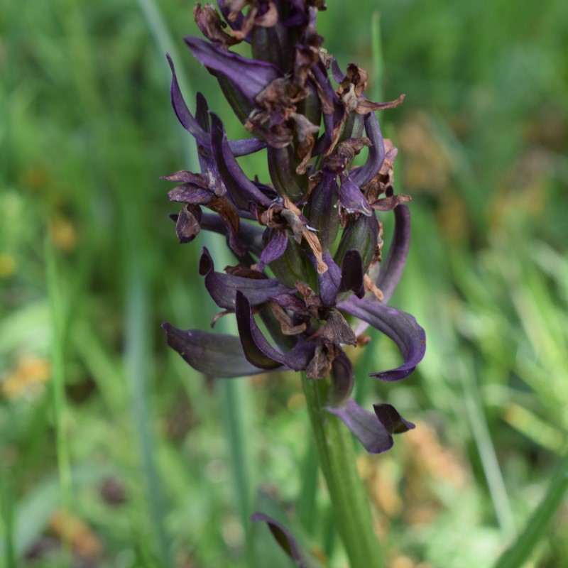 Dactylorhiza sambucina, in disseccamento