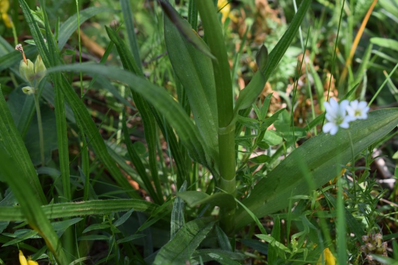 Dactylorhiza sambucina, in disseccamento