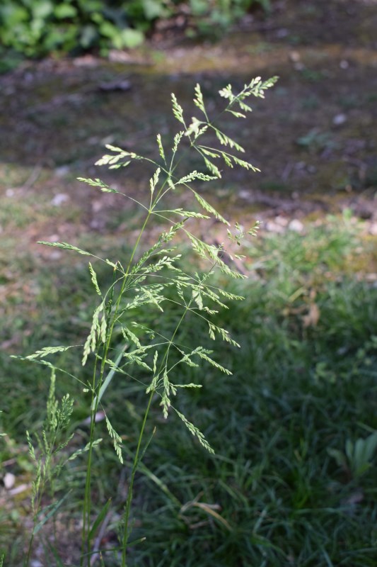 Poa trivialis / Fienarola comune