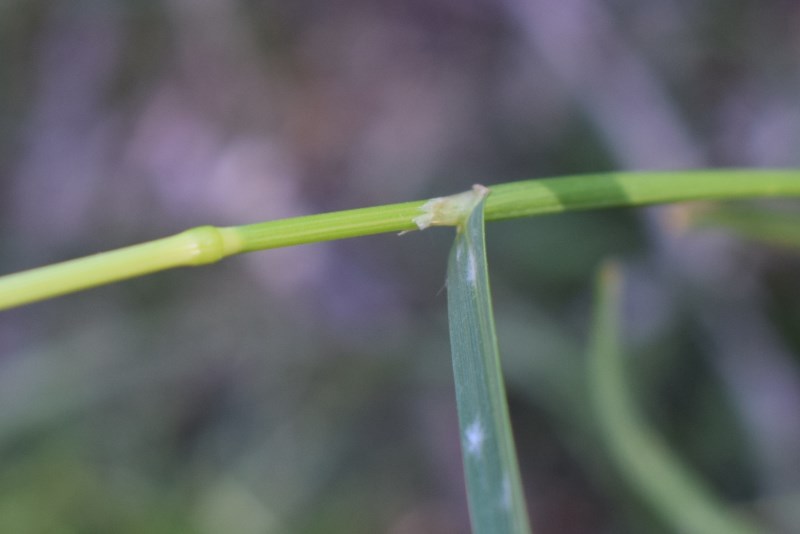 Poa trivialis / Fienarola comune