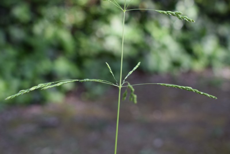 Poa trivialis / Fienarola comune