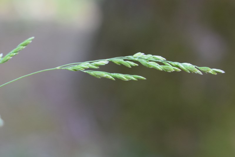 Poa trivialis / Fienarola comune