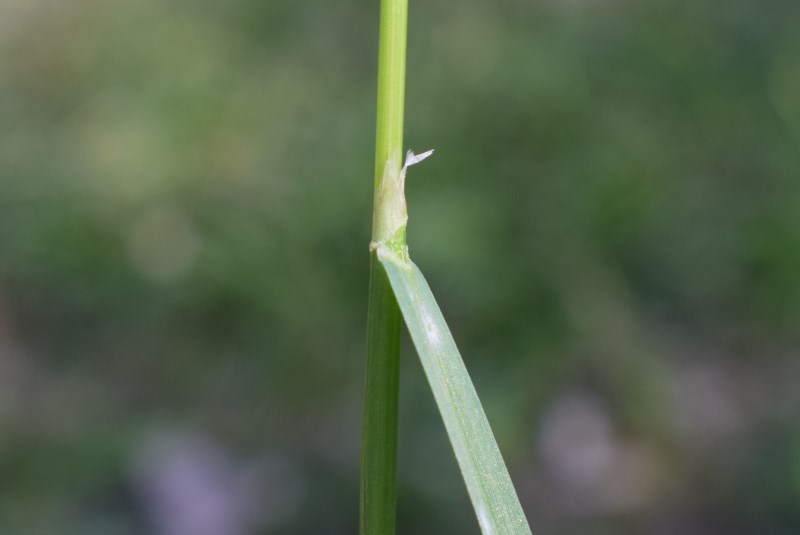 Poa trivialis / Fienarola comune