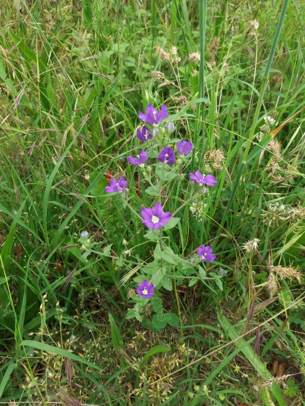 Legousia speculum-veneris (Campanulaceae)
