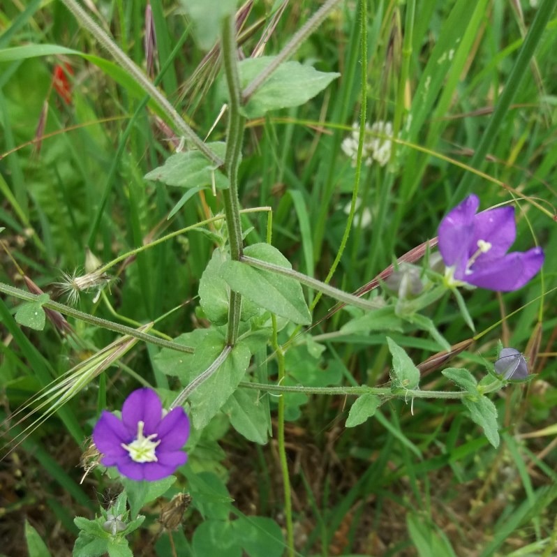 Legousia speculum-veneris (Campanulaceae)