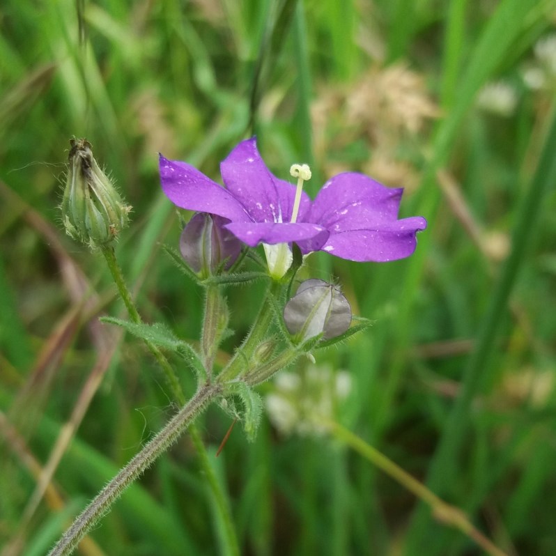 Legousia speculum-veneris (Campanulaceae)