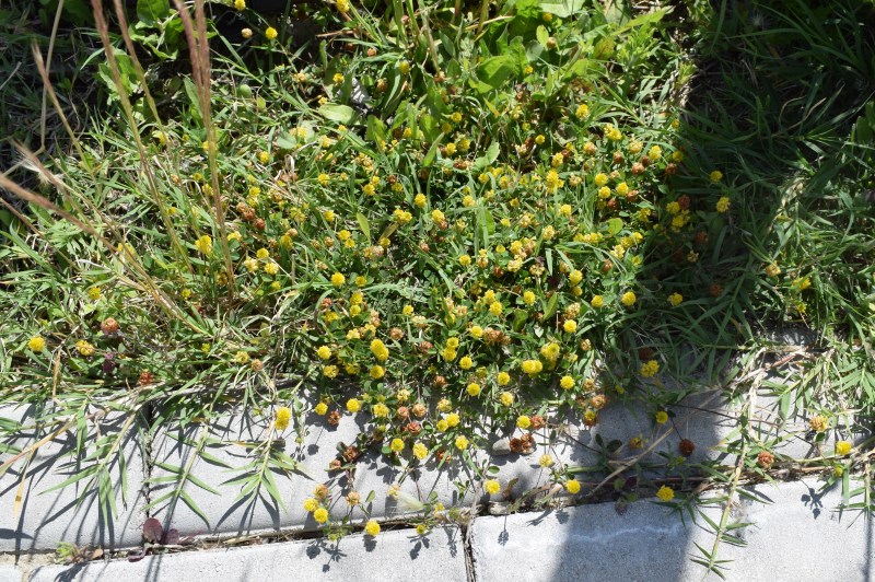 Medicago? Quale?  Medicago lupolina (cfr.)