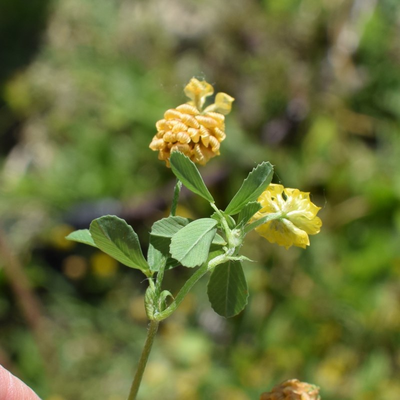 Medicago? Quale?  Medicago lupolina (cfr.)