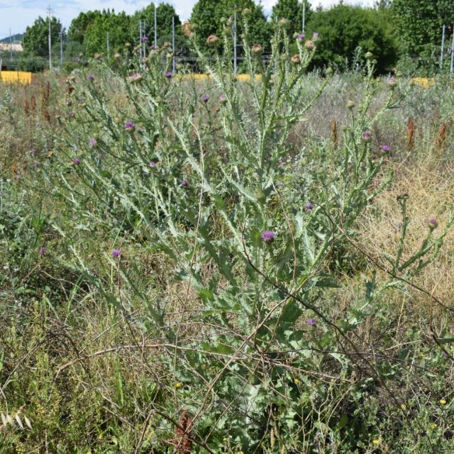 Cirsium?, Carduus? Onopordum acanthium (Asteraceae)