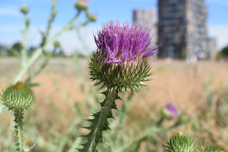 Cirsium?, Carduus? Onopordum acanthium (Asteraceae)