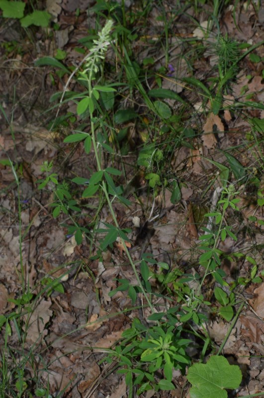 Trigonella alba (Fabaceae)