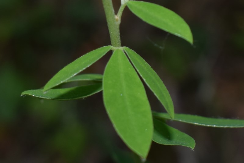 Trigonella alba (Fabaceae)