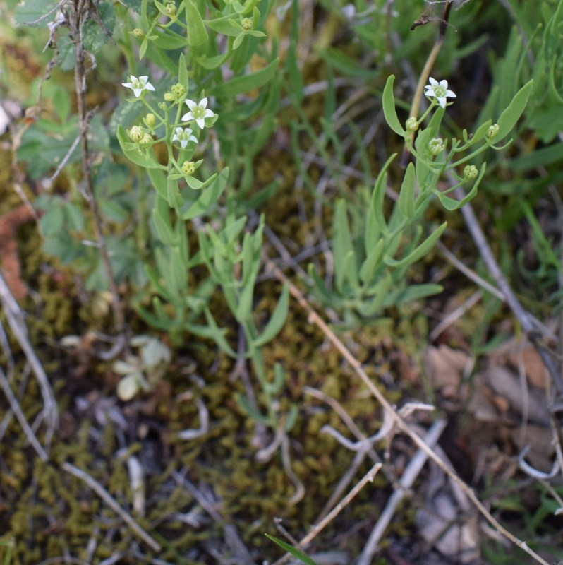 Che pianta ?   Thesium bavarum (Santalaceae)