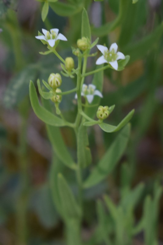 Che pianta ?   Thesium bavarum (Santalaceae)