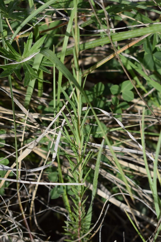 Linum?  S, Linum tenuifolium (Linaceae)