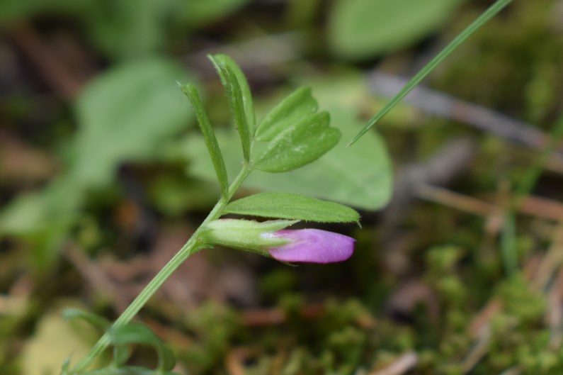 Vicia?  S, Vicia lathyroides