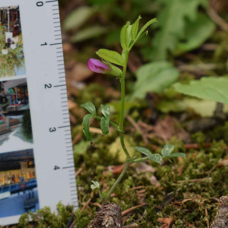 Vicia?  S, Vicia lathyroides