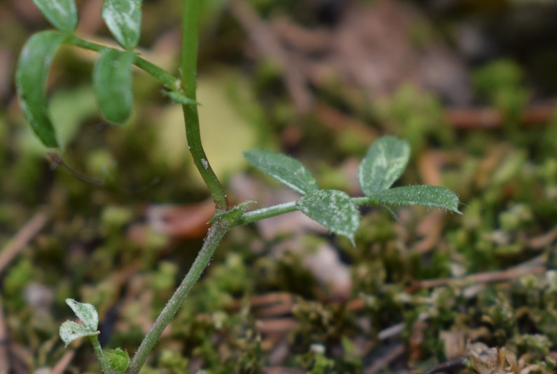 Vicia?  S, Vicia lathyroides