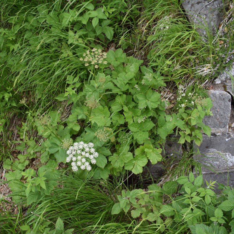 Imperatoria ostruthium / Imperatoria vera