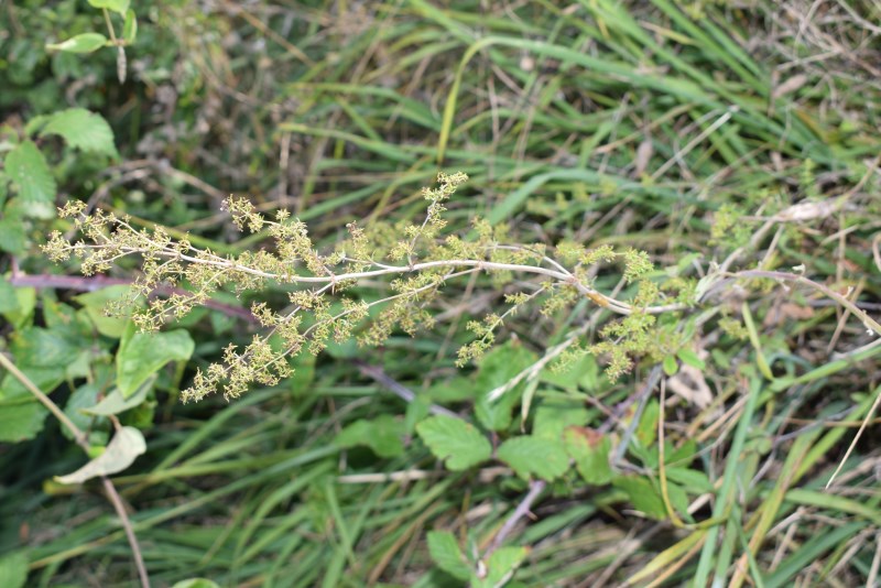 Rubiaceae? S, Asperula purpurea e Galium sp.