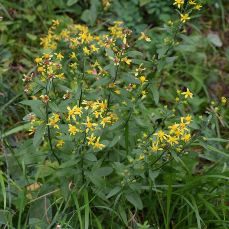 Solidago virgaurea