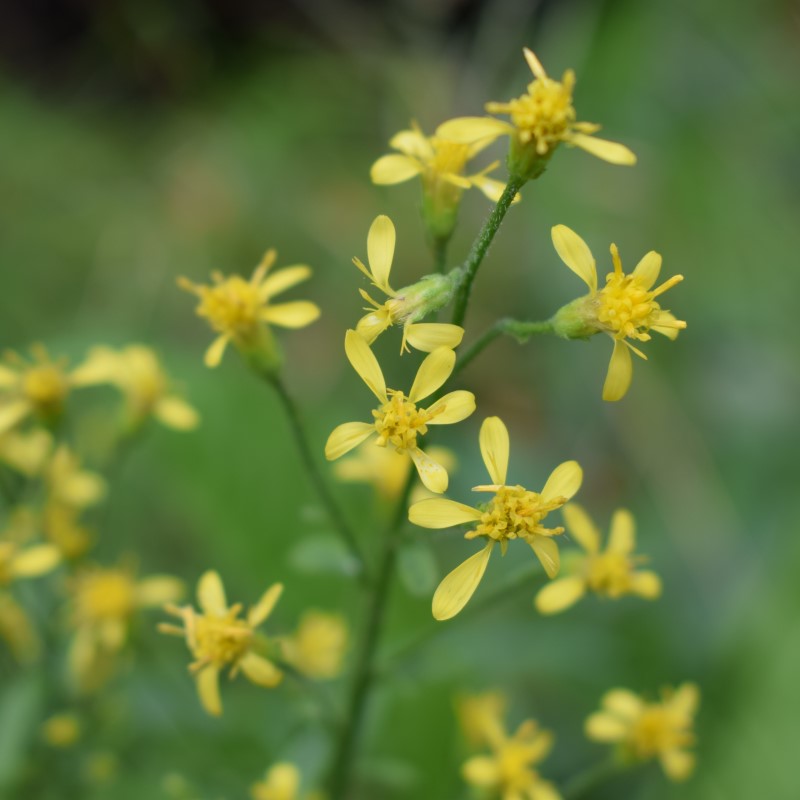 Solidago virgaurea