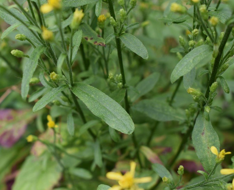 Solidago virgaurea