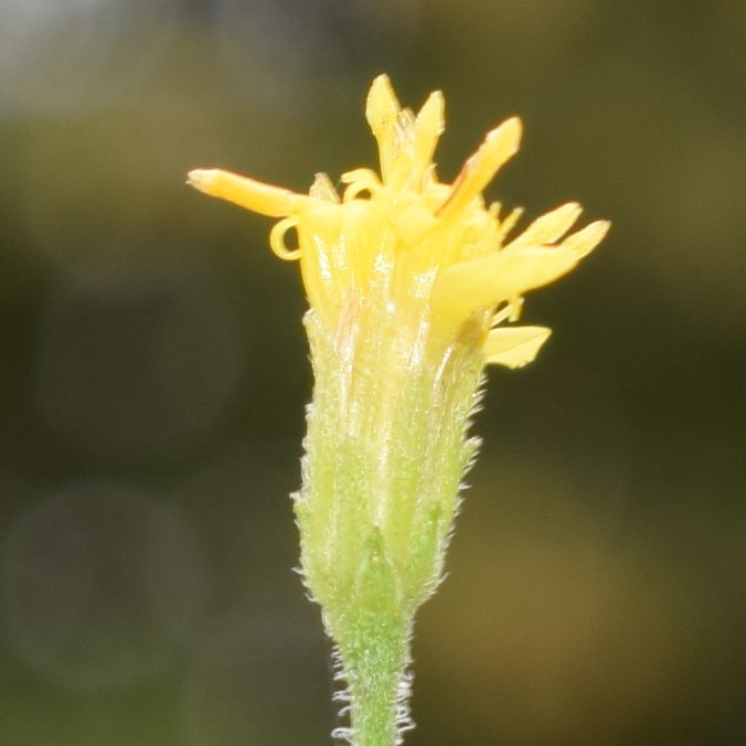 Solidago virgaurea