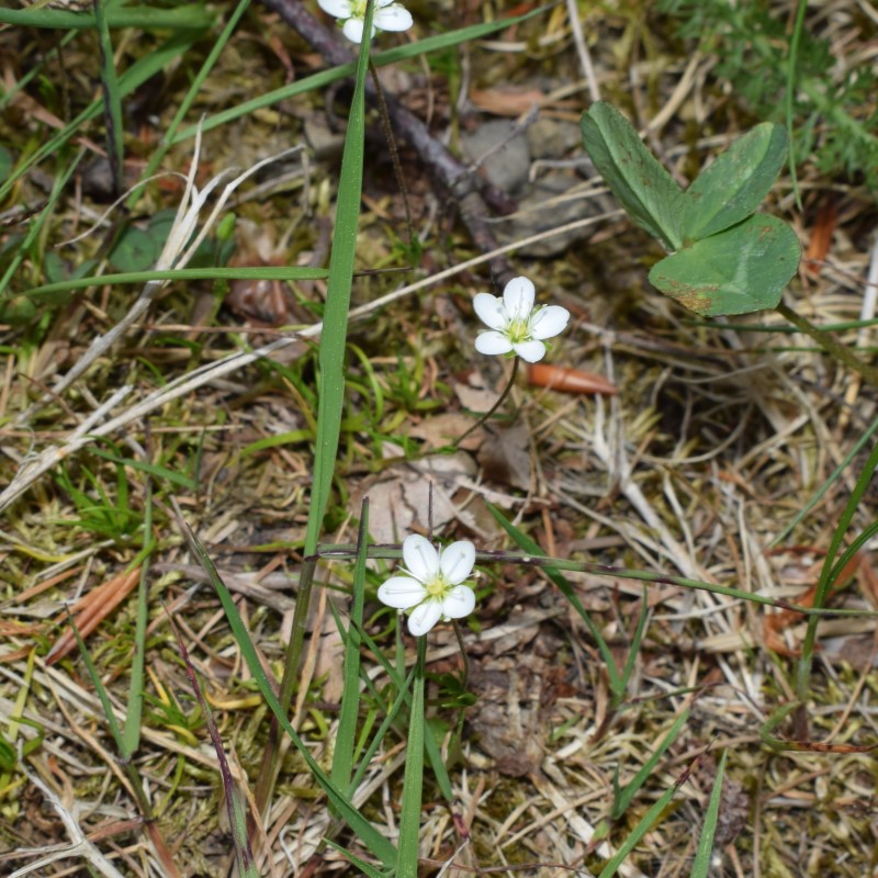 Piccoli fiori bianchi: Sagina glabra (Caryophyllaceae)