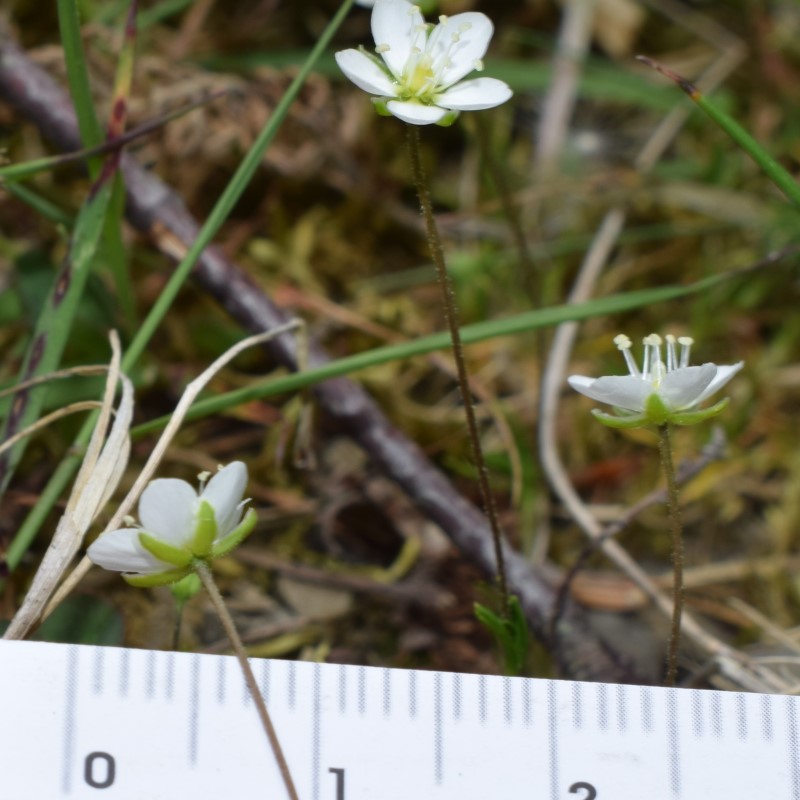 Piccoli fiori bianchi: Sagina glabra (Caryophyllaceae)